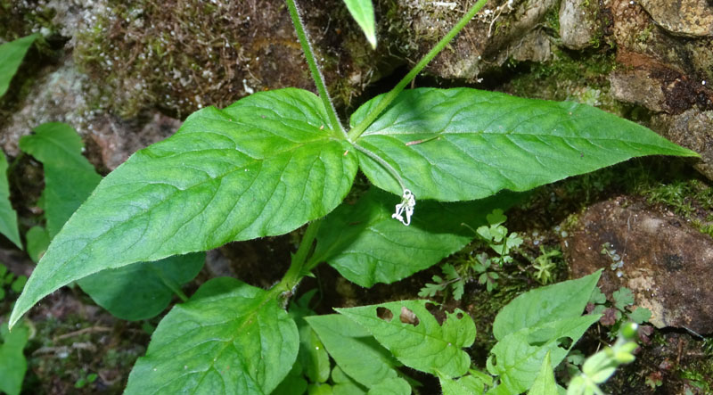 Stellaria nemorum subsp. nemorum / Centocchio dei boschi